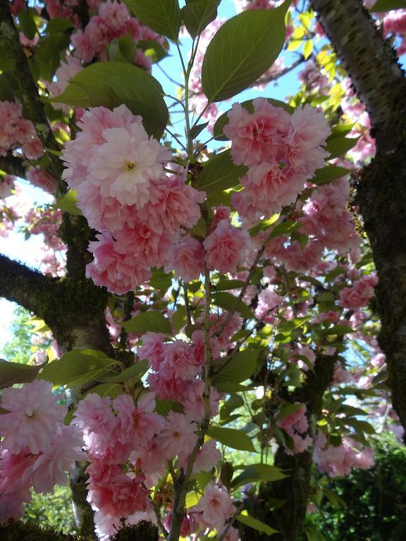 Bruniquel Hostellerie Restaurant Les Gorges De L'Aveyron מראה חיצוני תמונה